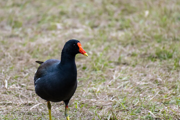 A Common Gallinule in Hilton Head Island, South Carolina