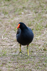 A Common Gallinule in Hilton Head Island, South Carolina