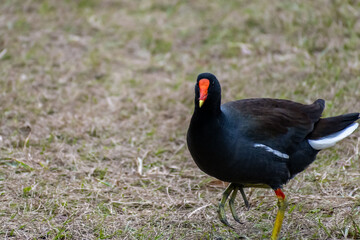 A Common Gallinule in Hilton Head Island, South Carolina