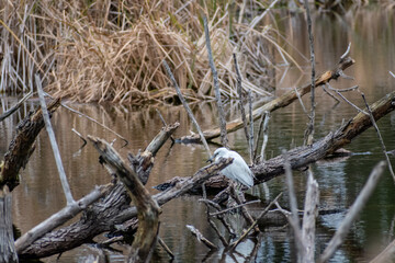 A Great Egret in Hilton Head Island, South Carolina