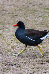 A Common Gallinule in Hilton Head Island, South Carolina