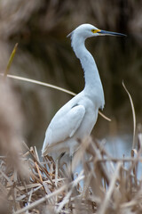 A Snowy White Egret in Hilton Head Island, South Carolina