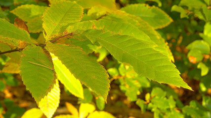 CLOSE UP: Lush green chestnut leaves gently sway in the pleasant autumn breeze.