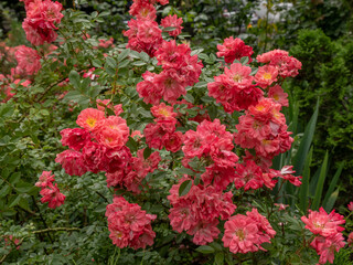 A bush with dark pink blossoming tea rose flowers.