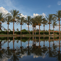 Fototapeta na wymiar Date palms with blue sky on the background.