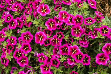 Callibrachoa parviflora 'Cabaret Good Night Kiss'