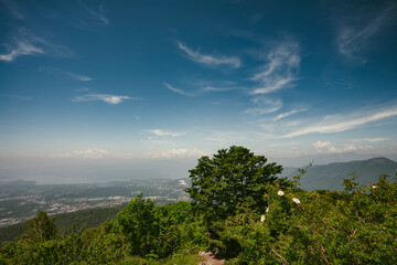 landscape with trees and clouds