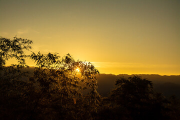 silhouette of bamboo trees during sunset