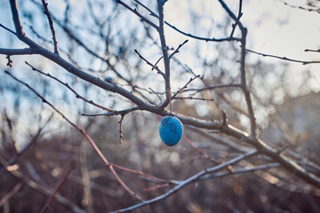 The last blue thorn berry on the branch. Late autumn.