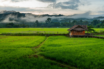 Fototapeta na wymiar Lonely house that build from wooden as Asian style on paddy field, Thailand