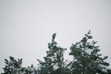 Large heron bird on a tree. Grey waterbird standing on the top of a pine. Overcast winter day in the woodland. Selective focus on the animal, blurred background.