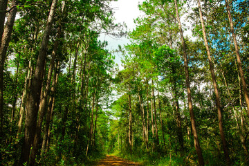 Way and Forest trees on nature background.