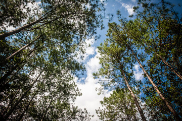 Look Up In Pine Forest  Thailand