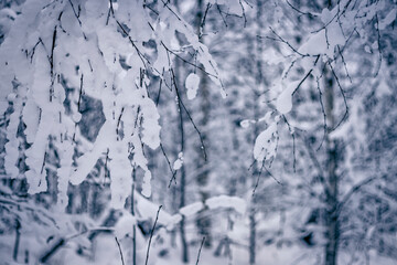 beautiful winter landscape in a snowy forest