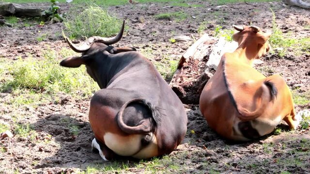 Cows are lying on the ground. They wave their tails, drive away flies and insects. The cows are chewing grass. Pets