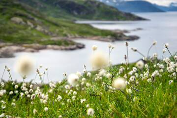 Obraz na płótnie Canvas Cottongrass on the lake with mountain views. Beautiful scandinavian norwegian landscape
