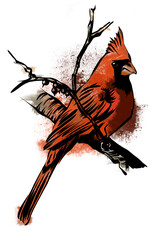 Cardinal Bird 