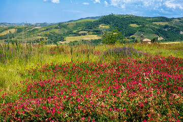 Rural landscape on the hills near  Riolo Terme and Brisighella