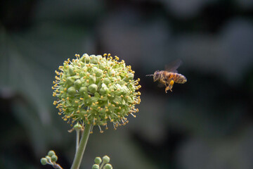 Abeille butinant