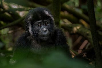 Mountain gorilla - Gorilla beringei, endangered popular large ape from African montane forests, Bwindi, Uganda.