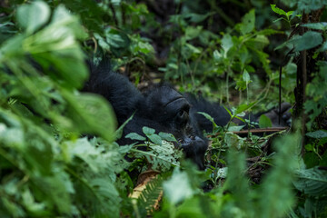Mountain gorilla - Gorilla beringei, endangered popular large ape from African montane forests, Bwindi, Uganda.