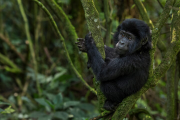 Fototapeta premium Mountain gorilla - Gorilla beringei, endangered popular large ape from African montane forests, Bwindi, Uganda.