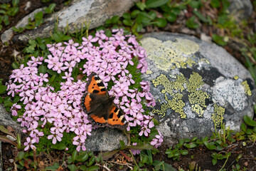 The Small Tortoiseshell (Aglais urticae)