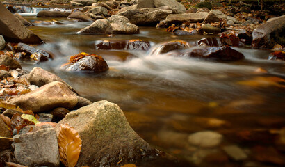 Aleja drzew jesienią © Iwona