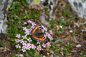 The Small Tortoiseshell (Aglais urticae)