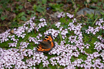 The Small Tortoiseshell (Aglais urticae)