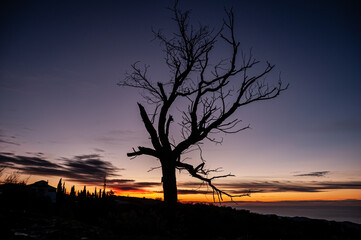 Obraz na płótnie Canvas silhouette of a tree at sunset