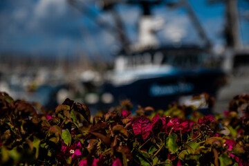 Selective focus shot of beautiful plants with dense leaves growing outside
