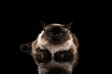 Portrait of beautiful big Thai cat with blue eyes isolated on dark studio background. Animal life concept