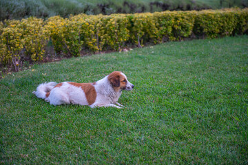 one white dog lying on the green grass