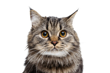 Close-up portrait of beautiful Siberian Cat posing isolated on white studio background. Animal life concept