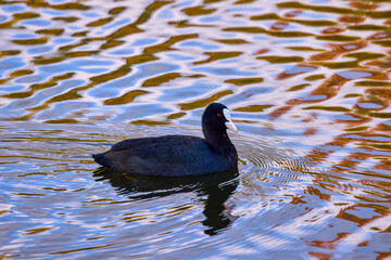 Fulica atra, on a lake reflected in golden autumn colors.