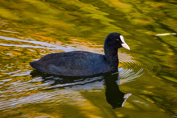 Fulica atra, on a lake reflected in golden autumn colors.