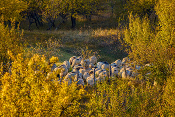 group of sheep in nature on a beautiful autumn day