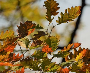 autumn leaves in the forest