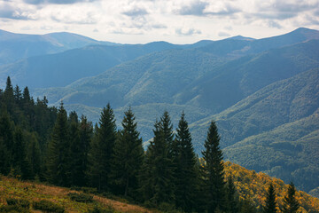 Fototapeta na wymiar carpathian forested mountains in autumn. beautiful nature landscape on a cloudy day