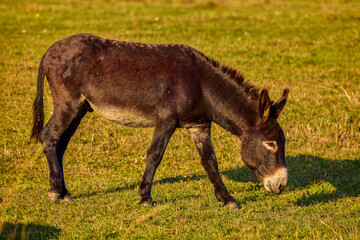 Naklejka na ściany i meble donkey grazing on a meadow in the mountains
