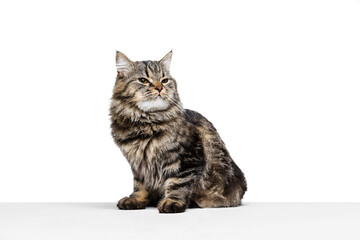 Portrait of beautiful graceful Siberian cat sitting on floor isolated on white studio background. Animal life concept