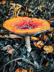 Close-Up Of Red Fly Agaric Mushroom On the ground in the forrest
