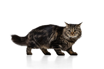 Full-length portrait of adorable gray color Siberian cat posing isolated on white studio background. Animal life concept