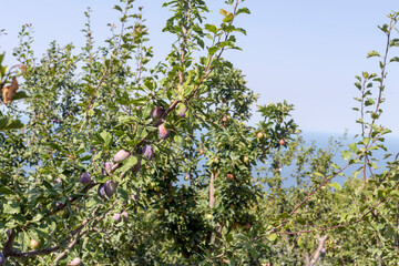 Fototapeta na wymiar The apple orchards near the village of Zagora (Pelion, Greece) overlooking the sea in summer time.