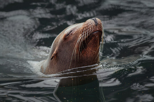 An adorable portrait of a bearded brown sea lion breaking an ocean wave swimming peacefully with wet whiskers and a raise snout looking peaceful and content 