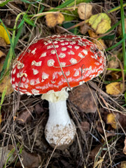 Close-Up Of Red Fly Agaric Mushroom On the ground in the forrest