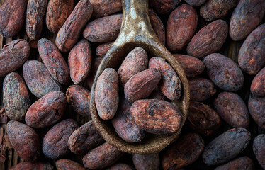Cocoa beans on a background top view close up