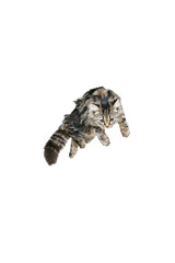 Portrait of beautiful playful Siberian Cat jumping, flying isolated on white studio background. Animal life concept