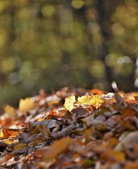 autumn leaves in the forest